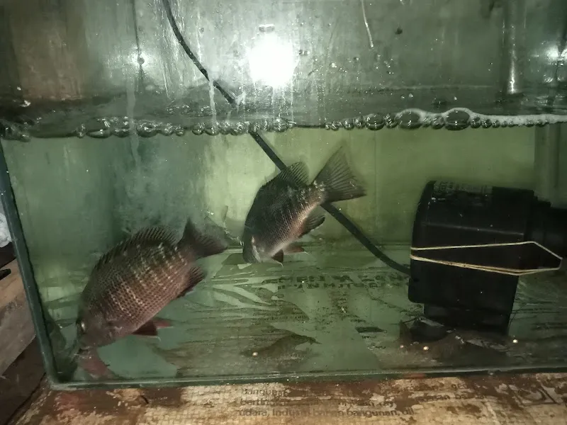 BradAquatics: Surga Ikan Hias di Jantung Cilacap